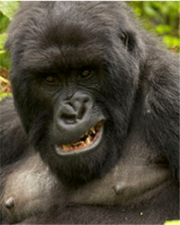 Gorilla Scowls