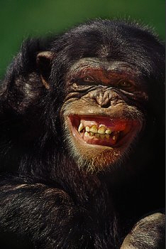 Chimpanzee Smiling Showing Teeth